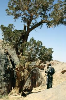 Prastarý cypřiš Duprezův v národním parku Tassili n'Ajjer, Alžírsko.