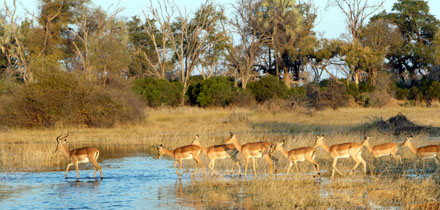 Botswana Okavango