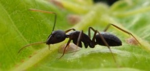 Guinea černý mravenec