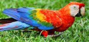 Honduras papoušci