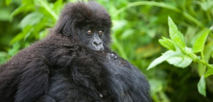 Rwanda gorilí mládě