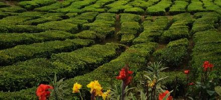 Cameron plantations
