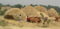 Farming in Ethiopia