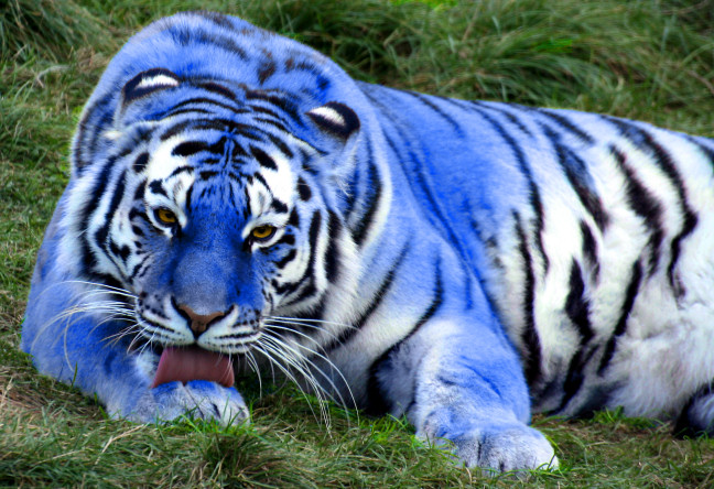 blue tiger
