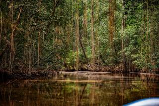 Parc Marine des Mangroves u pobřežního města Muanda 