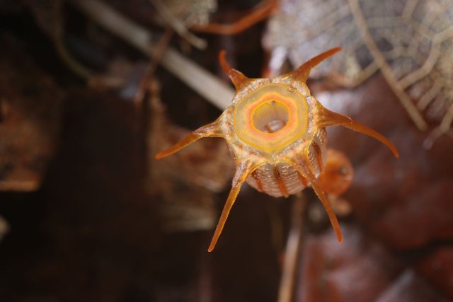 rostlina Thisma velaris