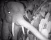 A short glimpse at nocturnal life of mysterious forest elephants, enabled by wide-spread use of camera trapping in the region. This technology reveals lots of new facts not only concerning wildlife but also human-behaviour patterns of the forest.
