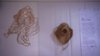 Craft Week