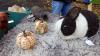 21_Woolen products by Frederick County Sheep Breeders