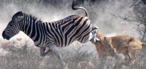 JAR souboj zebry s lvicí