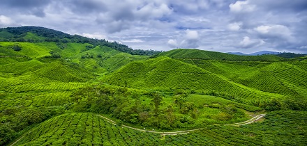 Kamerun čajová farma