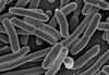 e_coli_foto_ek