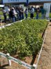 agro4