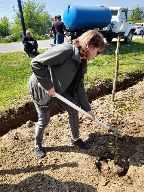 20240419 sázení Parocie perské