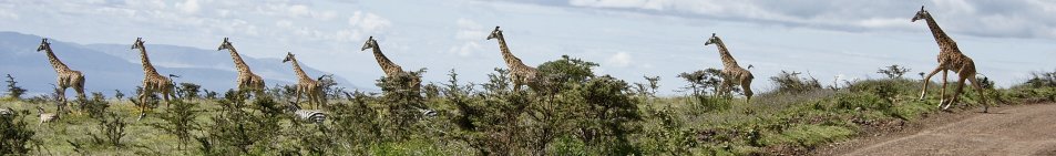 Keňa žirafy
