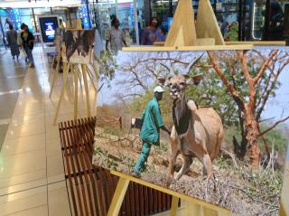 fotografie Toma Jůnka vystavené v nákupním centru Sea Plaza