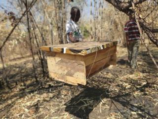 New bee hives being installed in Eastern Province.