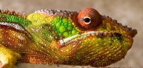 Madagaskar chameleon