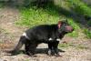 Tasmanian Devil