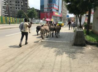 Kontrast tradičního a moderního života v kostce, Addis Abeba 