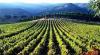 winery Lebanon