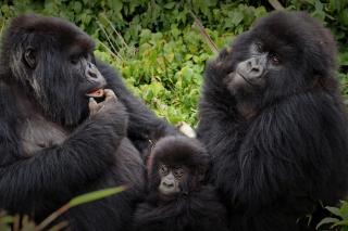 gorilí rodina, Rwanda, foto Jiří Kolbaba, červen 2022