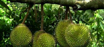 Durian