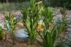 Constructed wetland 3