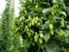 Chmelnice Saaz Hops