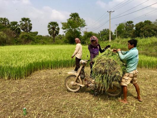 rice_field