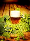 pivo
