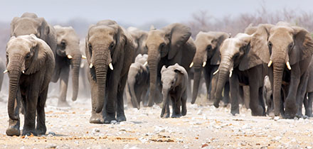 Zambie sloni