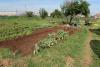 Vegetable for the school