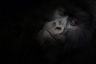 gorilí mládě, Rwanda, foto Jiří Kolbaba, červen 2022