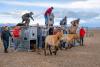 Vypuštění koní v Gobi 