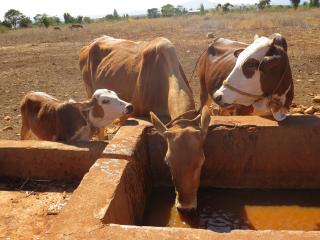 Cattle watering point in Fedis woreda 