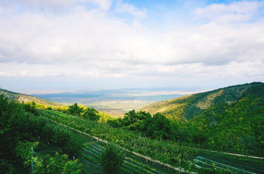 Výhled na vinici v Gruzii