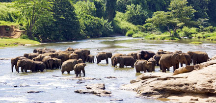 Sri Lanka sloni