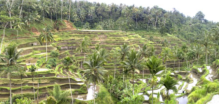 Indonésie rýžová pole