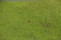 Rare view of Nile Lechwe antelopes in the wild 