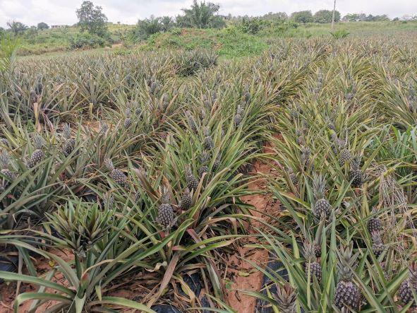 Ghanské zemědělství – příležitost pro české firmy