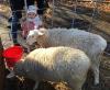 19_Sheep from Frederick County Sheep Breeders 