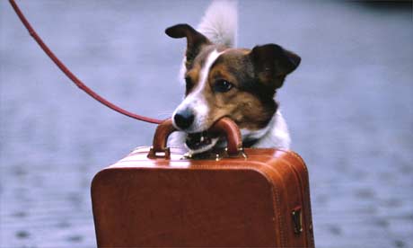 dog_travel