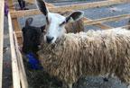 Frederick County Sheep Breeders