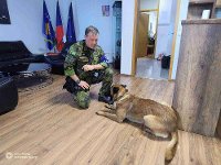 cvičení služebních psů VP na ZÚ Priština