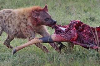 hyena a topi, Masai Mara, foto Jiří Kolbaba, červen 2022