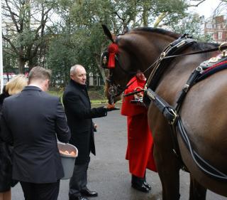 Feeding horses