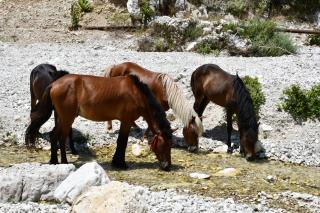Horses at a mountain river between Nivica and Kučev