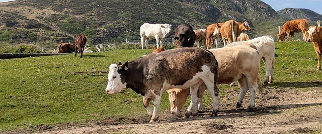 Cows in Ireland