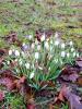 Snowdrops - messengers of spring :)